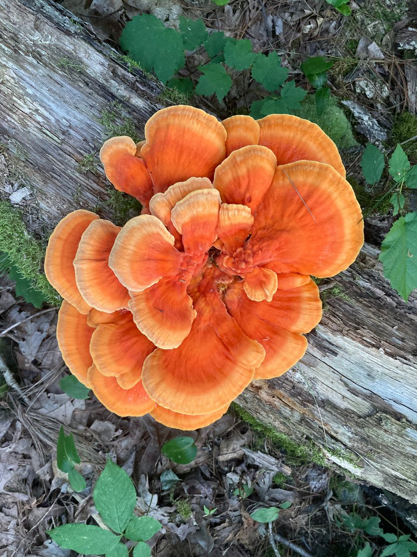 This chicken of the woods mushroom was in prime condition for harvest and consumption—firm and colorful flesh that is springy, but not tough.